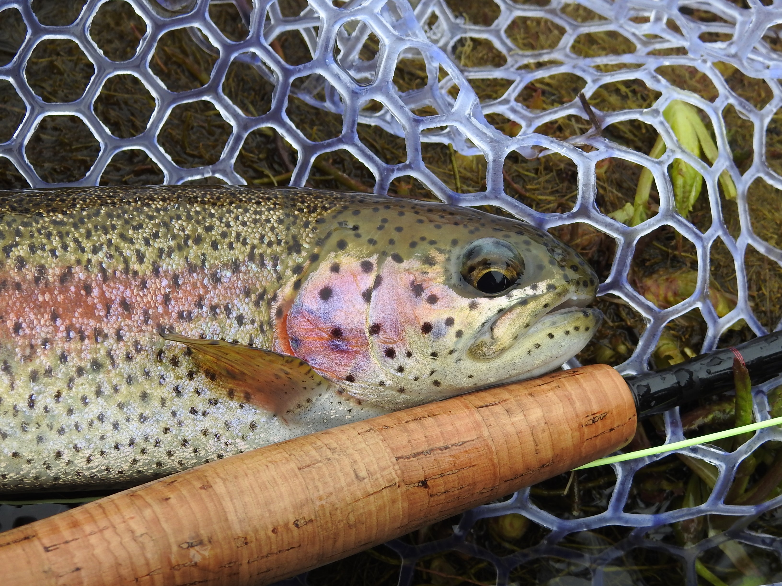 Three Easy Ways To Catch Trout