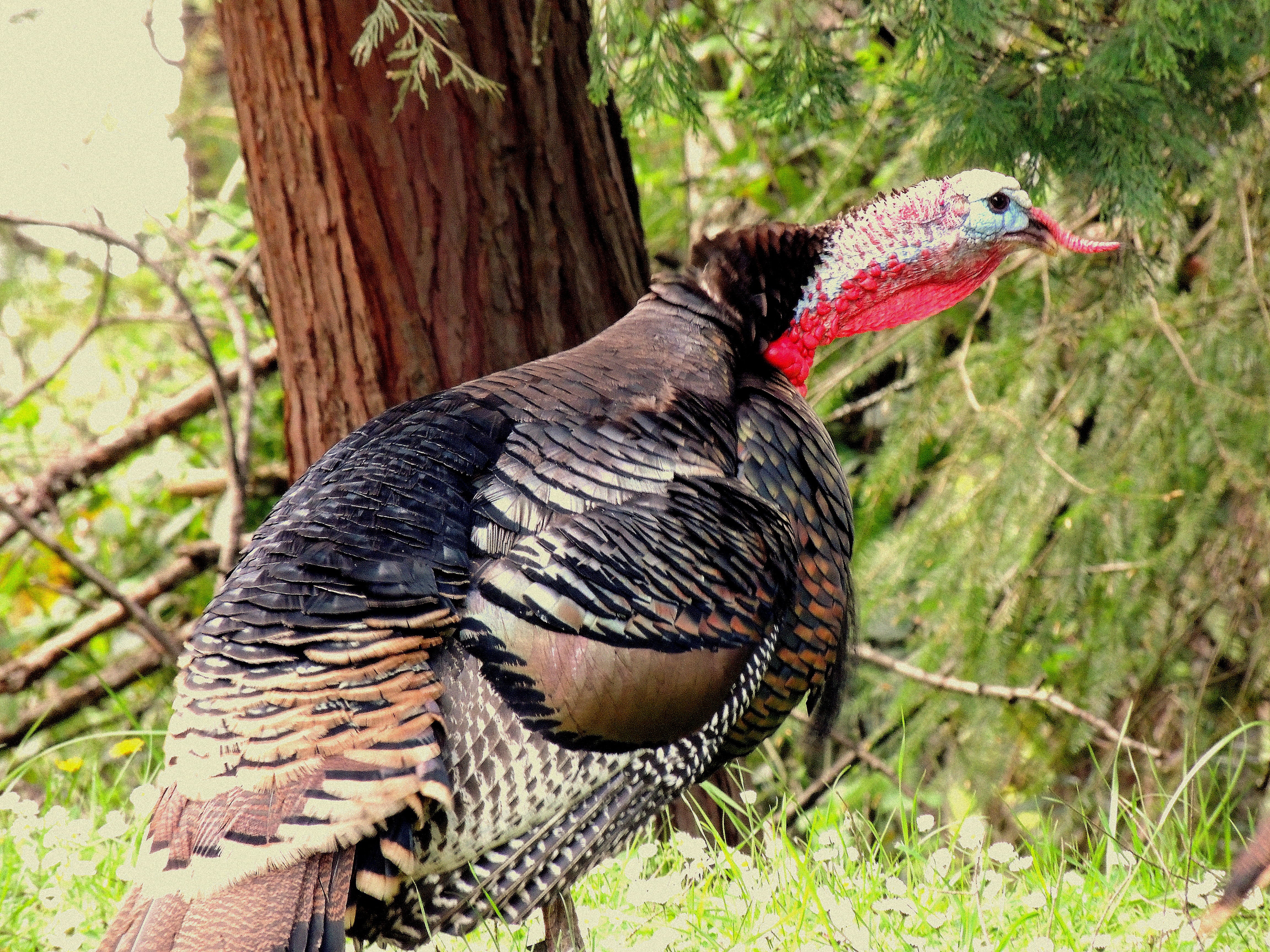 Tips For Wild Turkey Hunting