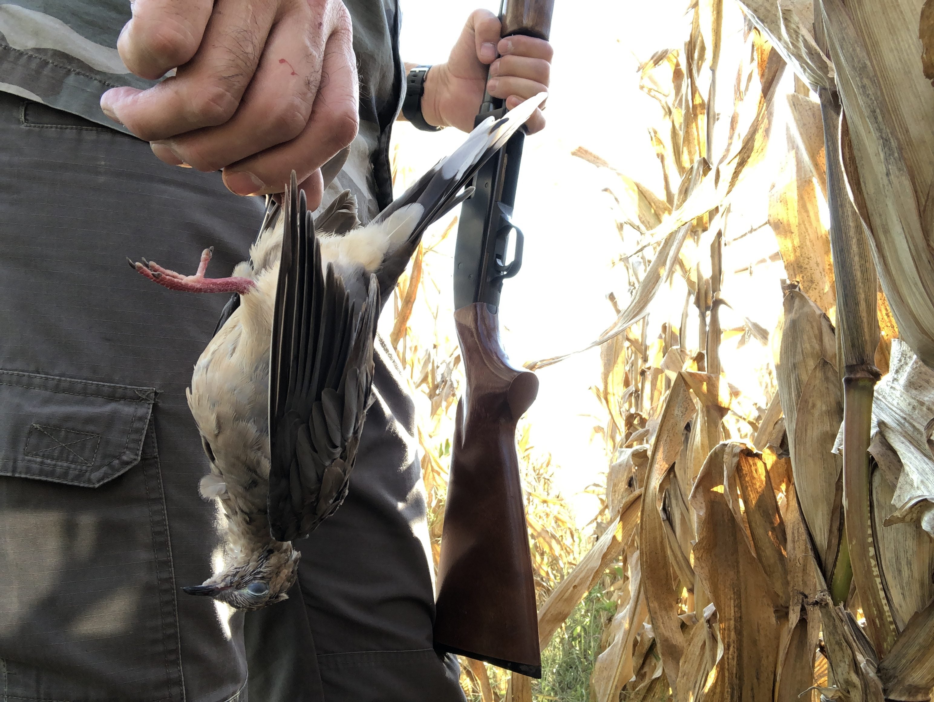 How To Field Dress Doves